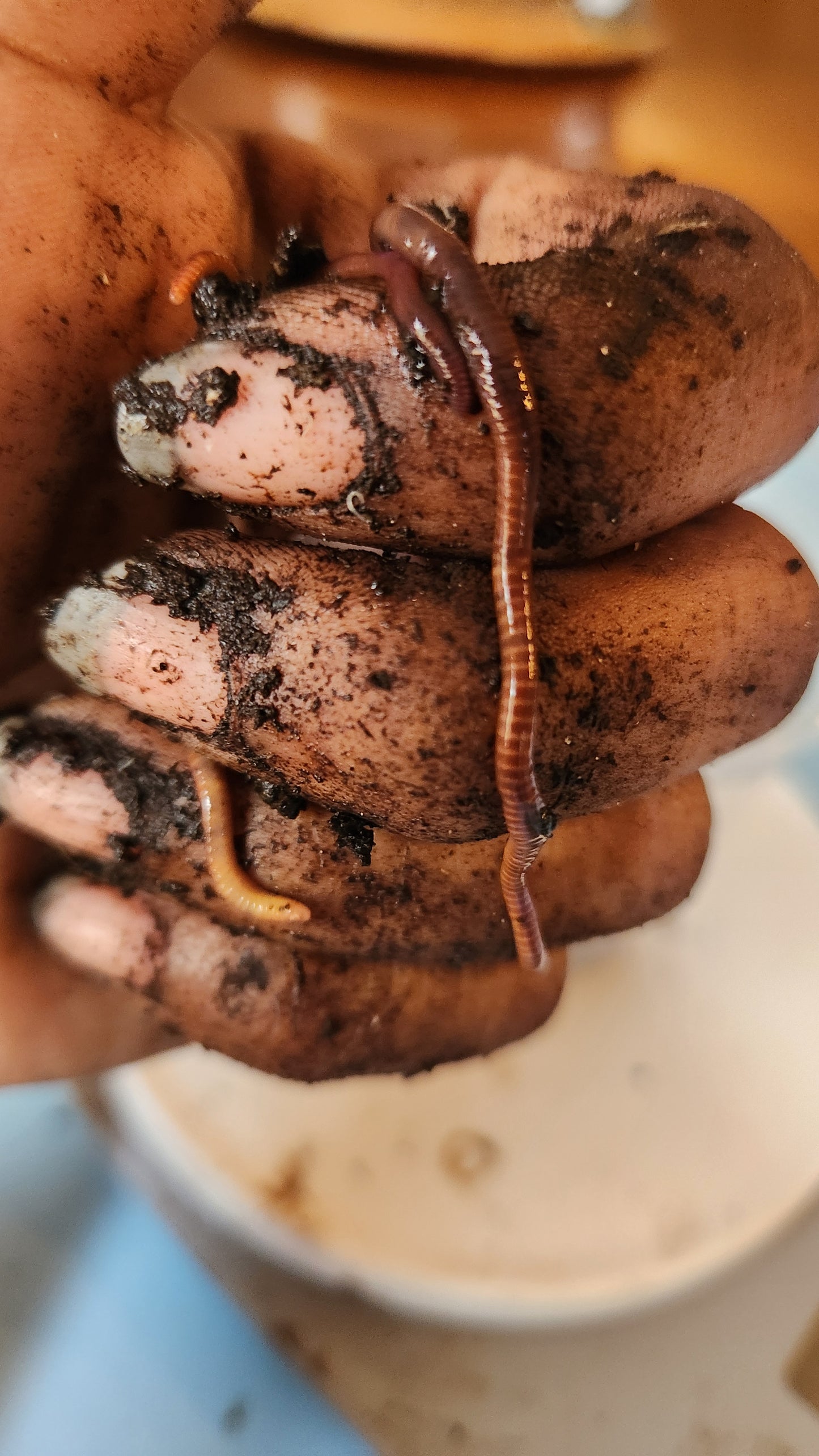 Vermiculture 101: The Power of Worms March 16th 2:00-4:00