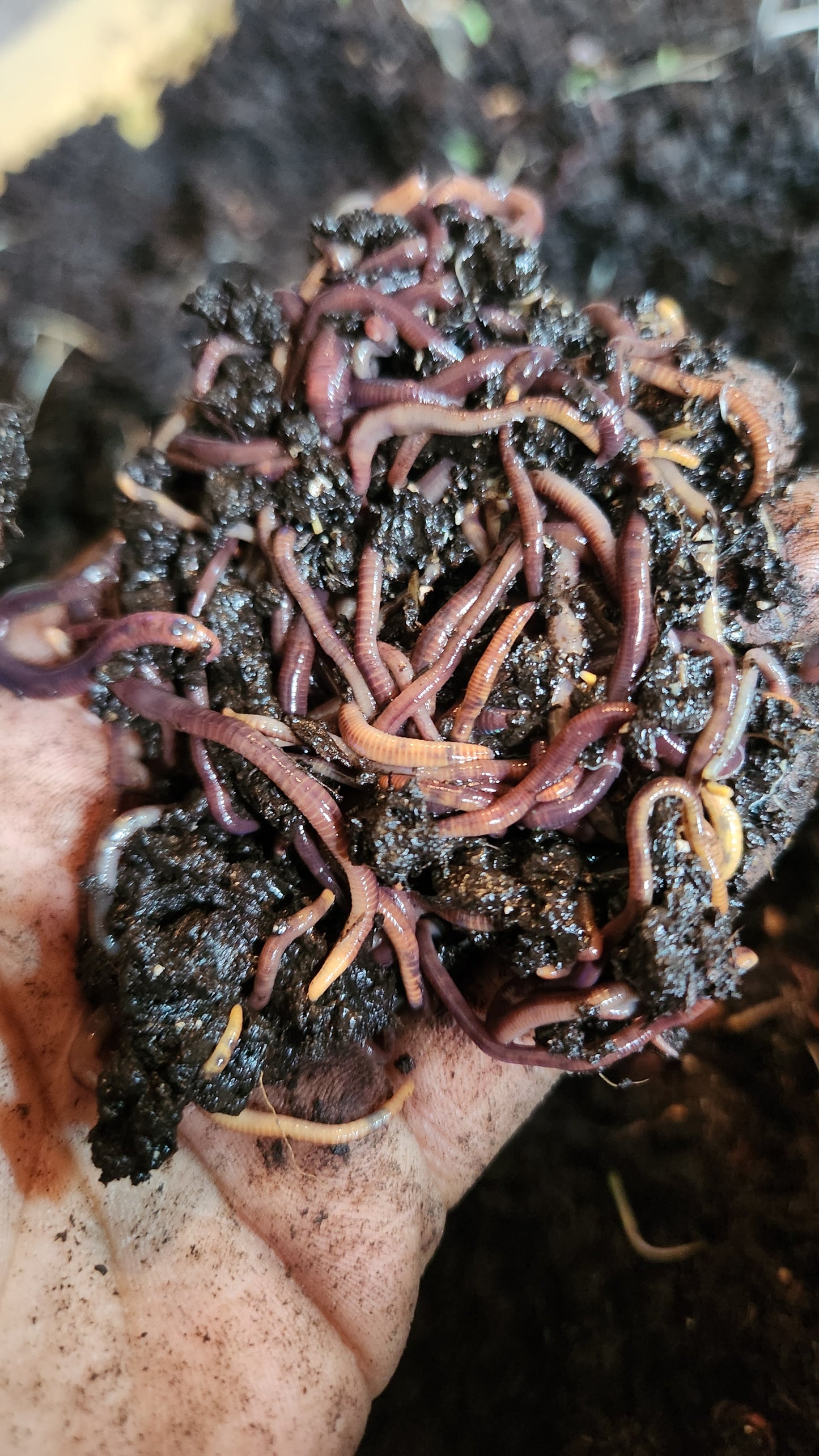 Worm Wonders: Composting for Kids March 16th 11:30-1:30