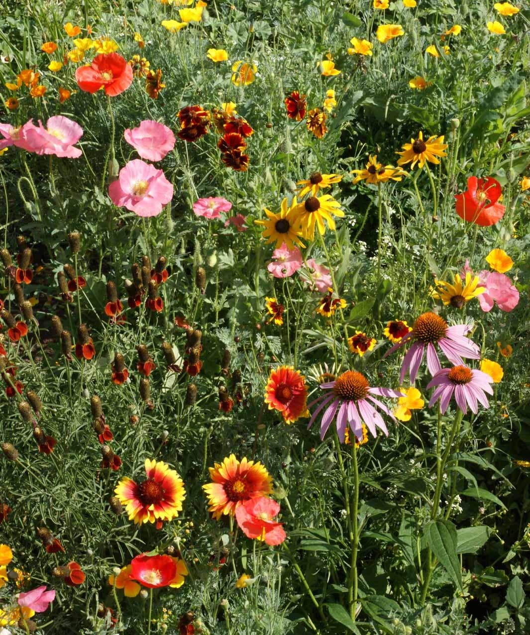 Garden Sprinkles | Wildflower