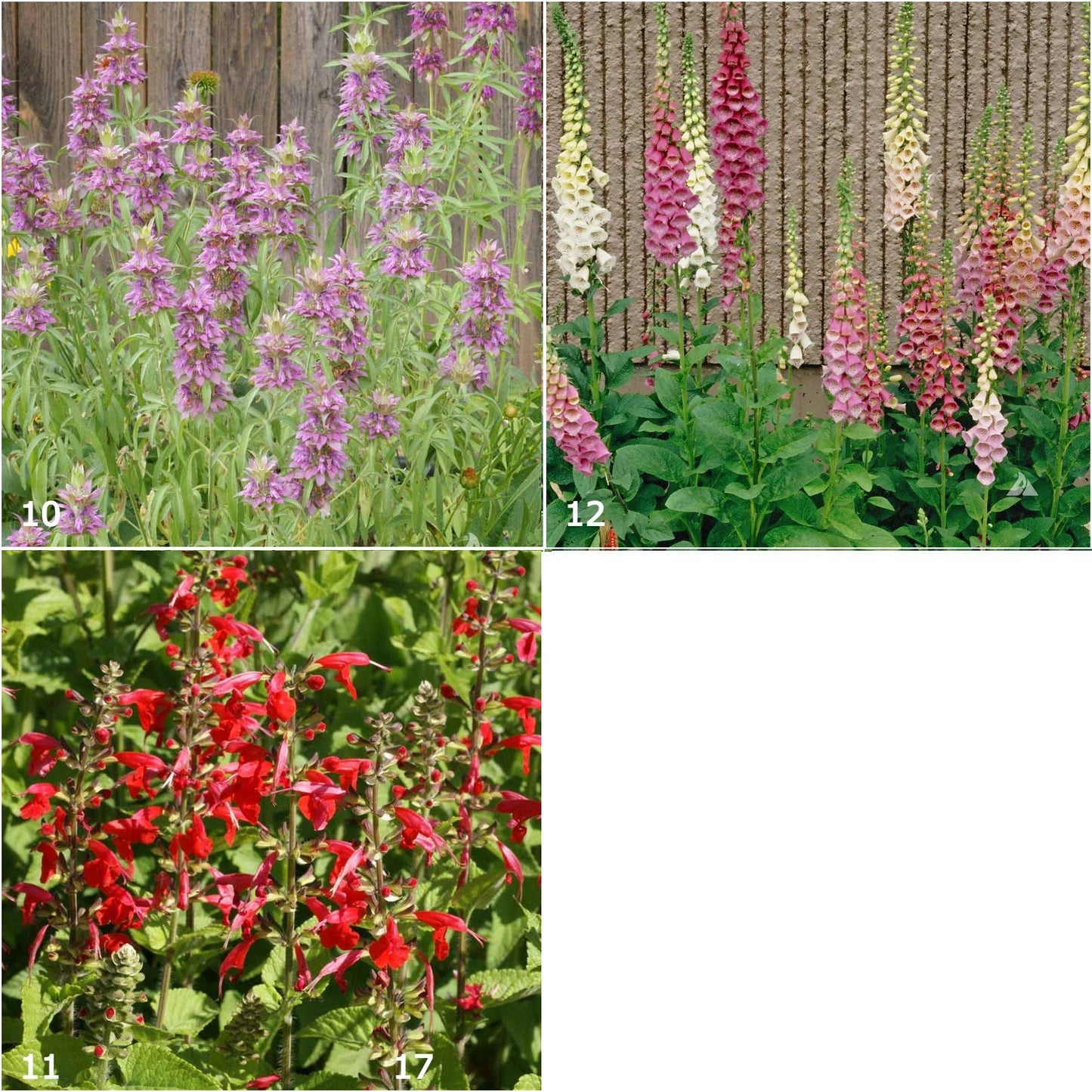 Garden Sprinkles | Hummingbird | Best Seller