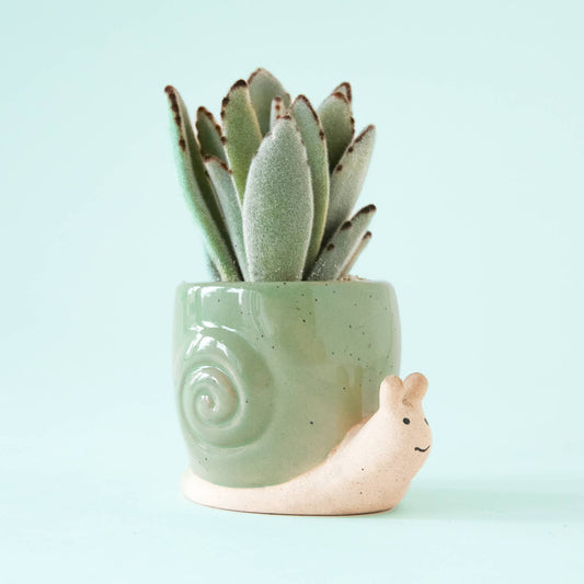 Snail Planter | Lagoon