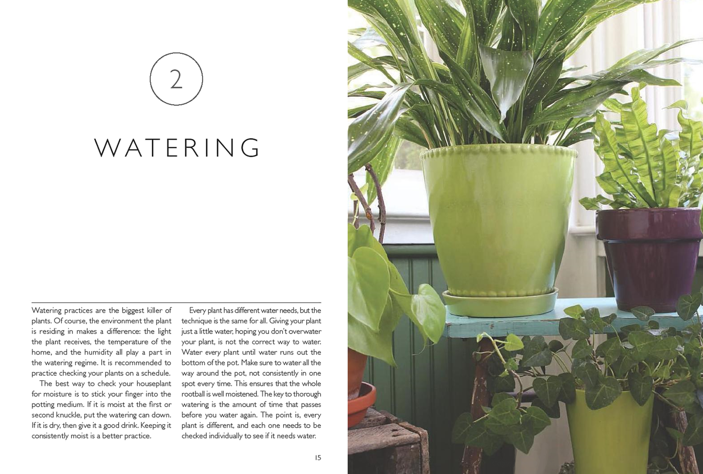 Houseplants (Mini): Choosing & Caring for Indoor Plants