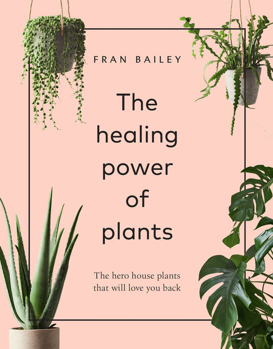 Healing Power of Plants: Hero Houseplants That Love You Back