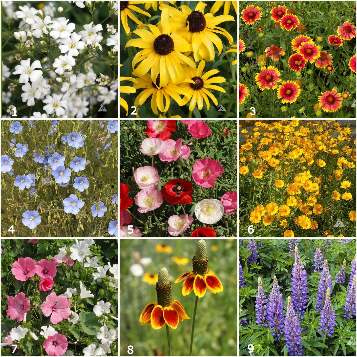 Scatter Garden | Wildflower