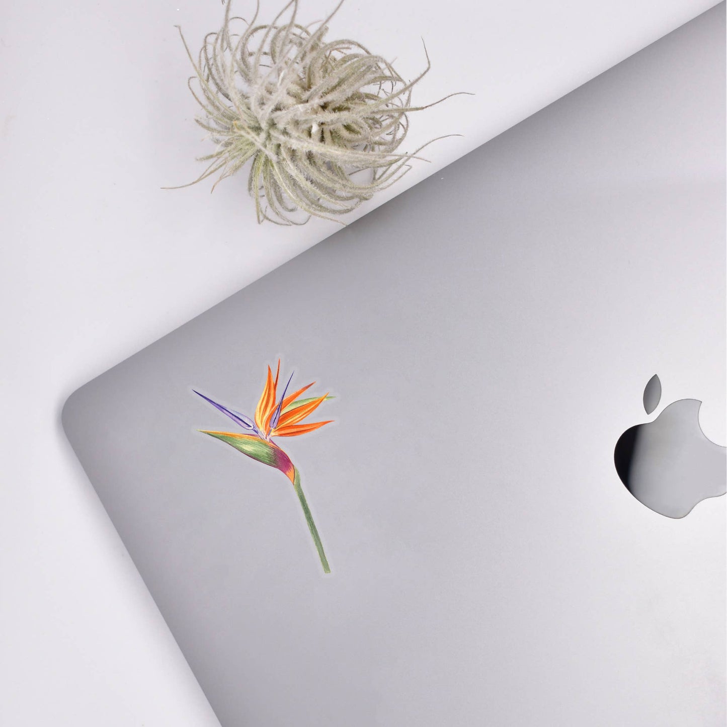 Bird of Paradise Clear Sticker