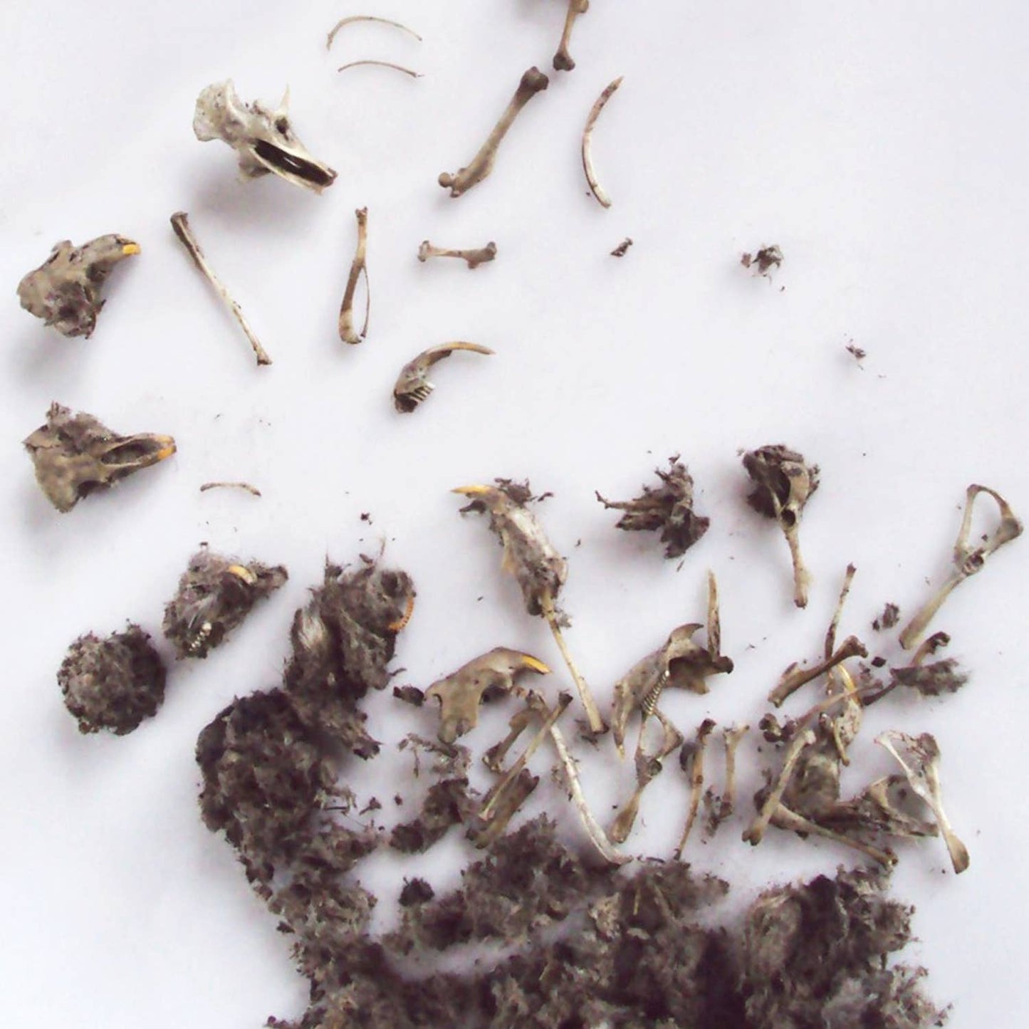 Owl Pellet | Compact Curiosities Dissection Kit Science Demo