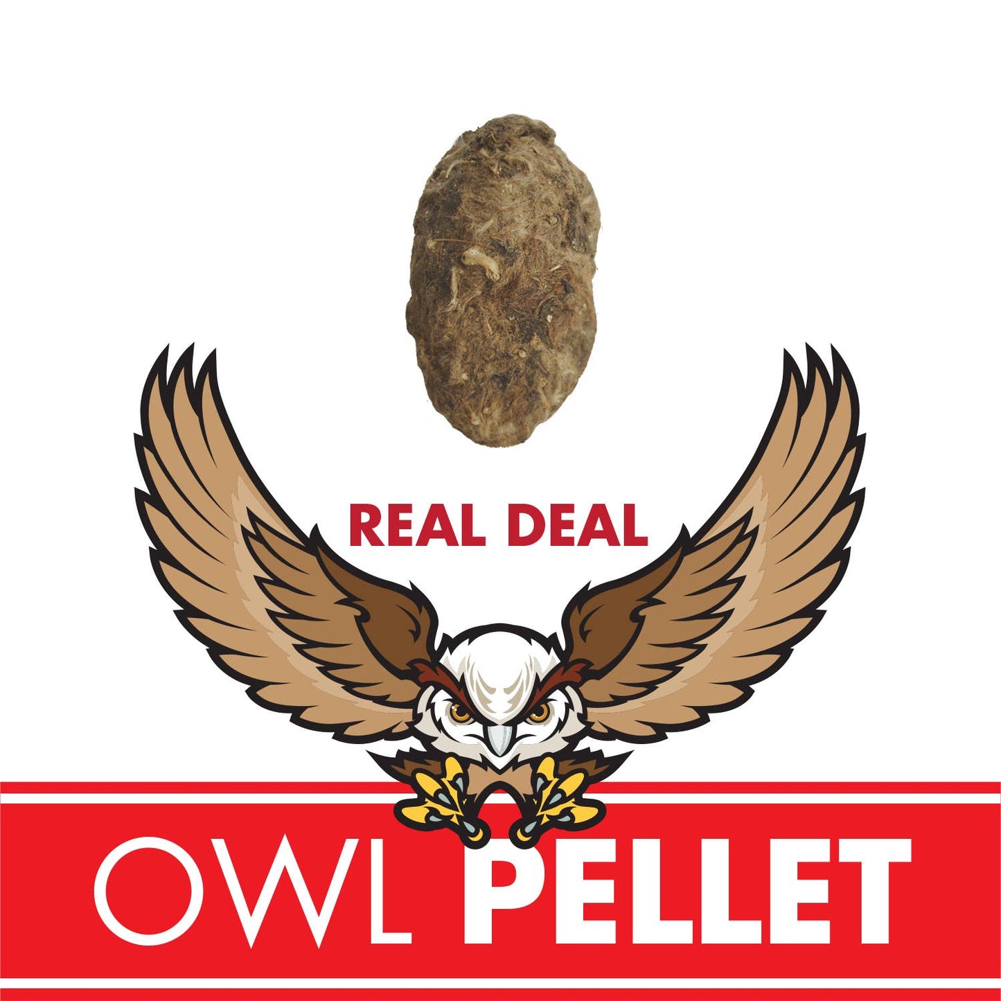 Owl Pellet | Compact Curiosities Dissection Kit Science Demo