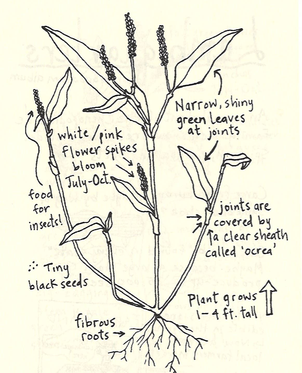 Urban Field Guide to the Plants in Your Path (Zine)