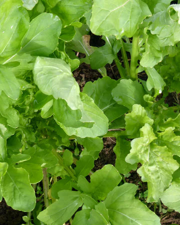 Arugula Greens