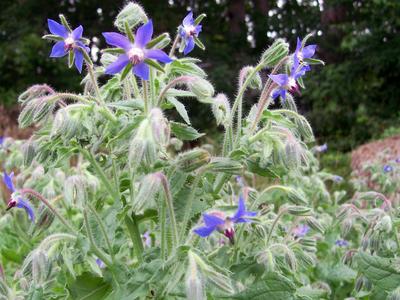 Borage Herb