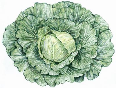 Golden Acre Cabbage