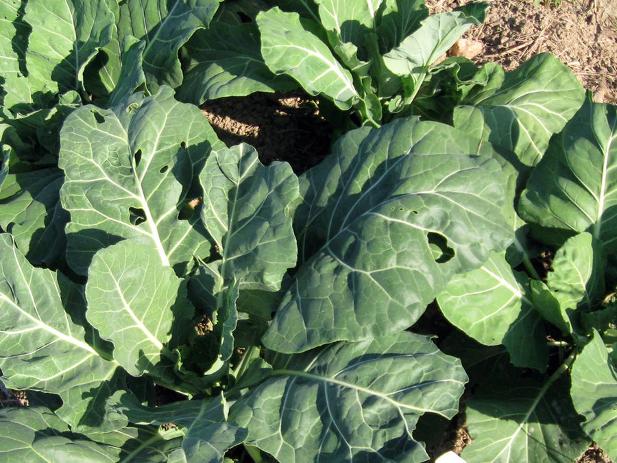 Champion Collards