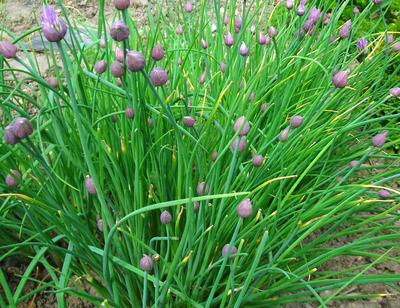 Chives Herb