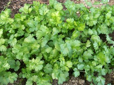 Cilantro (Coriander) Herb