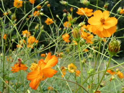 Cosmos Mona's Orange