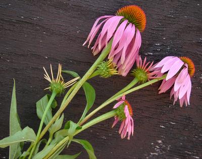 Purple Echinacea Herb