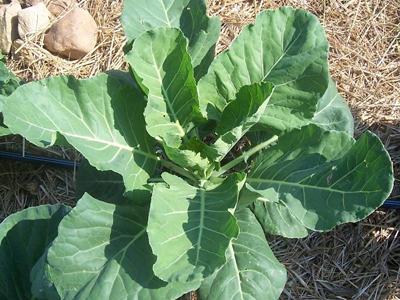 Georgia Green Collards