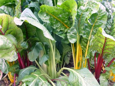 Prismatic Rainbow Chard