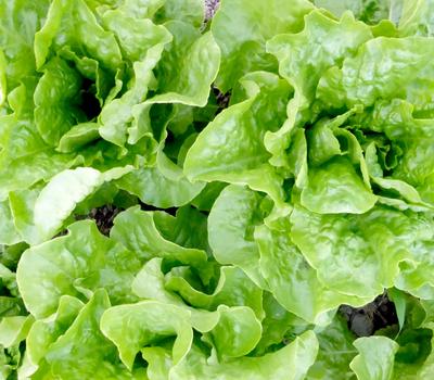 Buttercrunch Bibb Lettuce