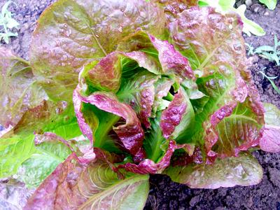 Sweet Valentine Romaine Lettuce