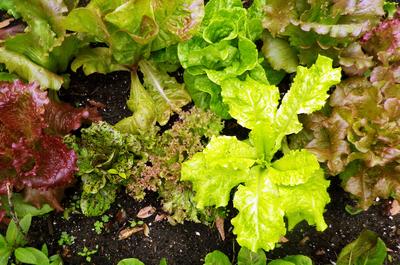 Wild Garden Mix Lettuce