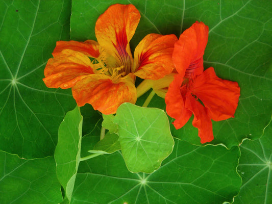 Nasturtium Flower