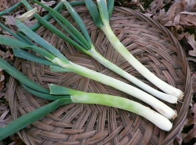 Evergreen Hardy White Bunching Onion