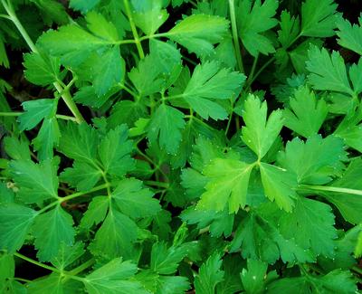 Dark Green Italian Parsley