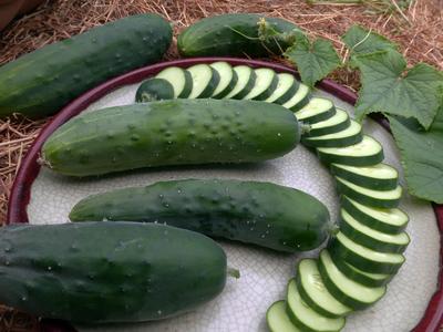 Poinsett 76 Cucumber