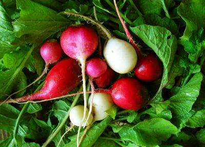 Easter Egg Radish