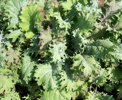 Red Russian Kale