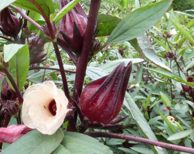 Thai Red Roselle (Hibiscus) Herb