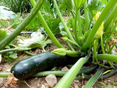 Black Beauty Zucchini