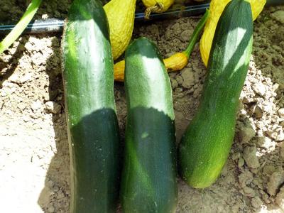 Dark Green Zucchini