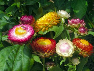 Strawflower Tall Mix