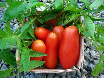 San Marzano Tomato